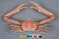 藏品(長手隆背蟹)的圖片